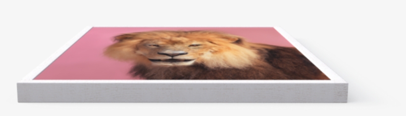 Photo Pink Lion - Bengal Tiger, transparent png download