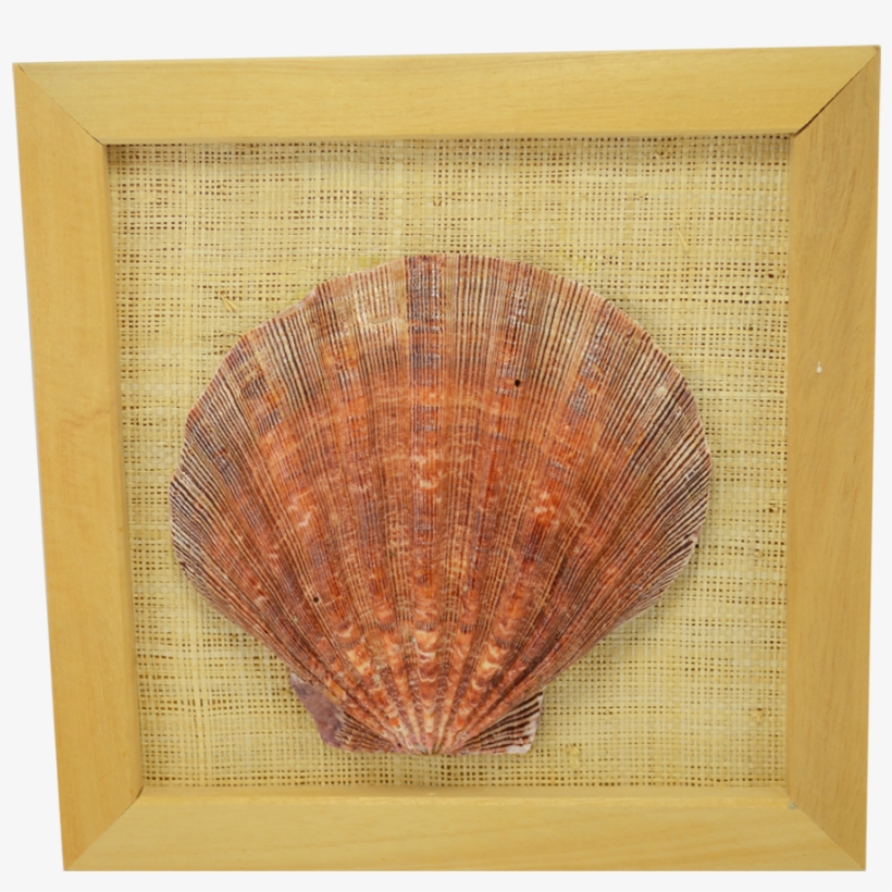 Lion's Paw Framed Shell Seashell 8x8", transparent png download