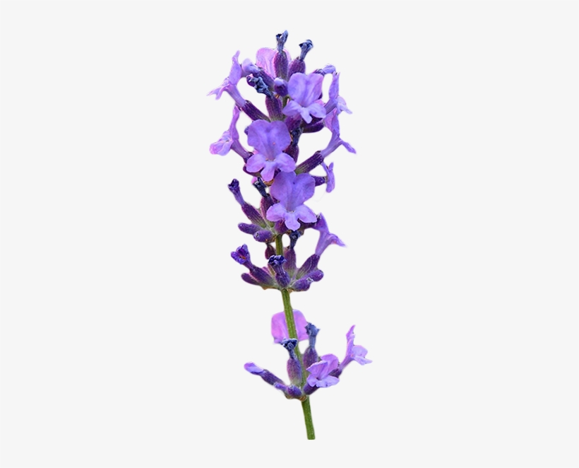 Lavender - Lupin, transparent png download