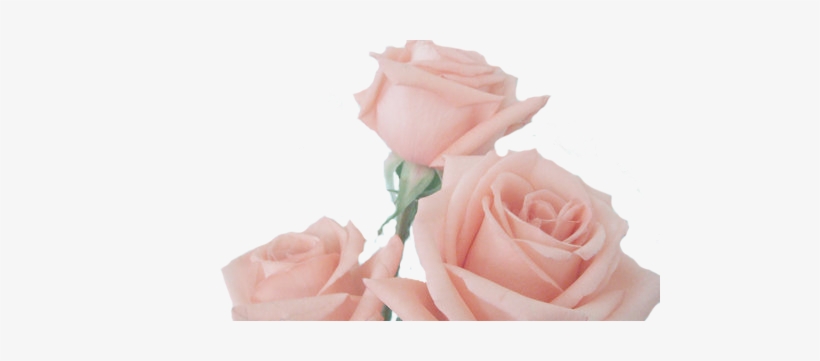 Ghost Girl - Rose, transparent png download