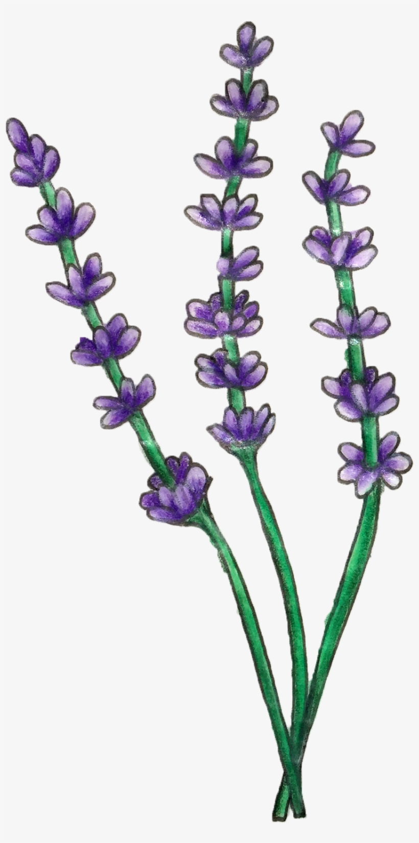 Lavender Essential Oil - Lavender, transparent png download