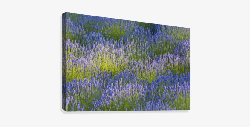 Rows Of Lavender Plants In A Field In The Cowichan - Posterazzi Rows Of Lavender Plants In A Field In The, transparent png download