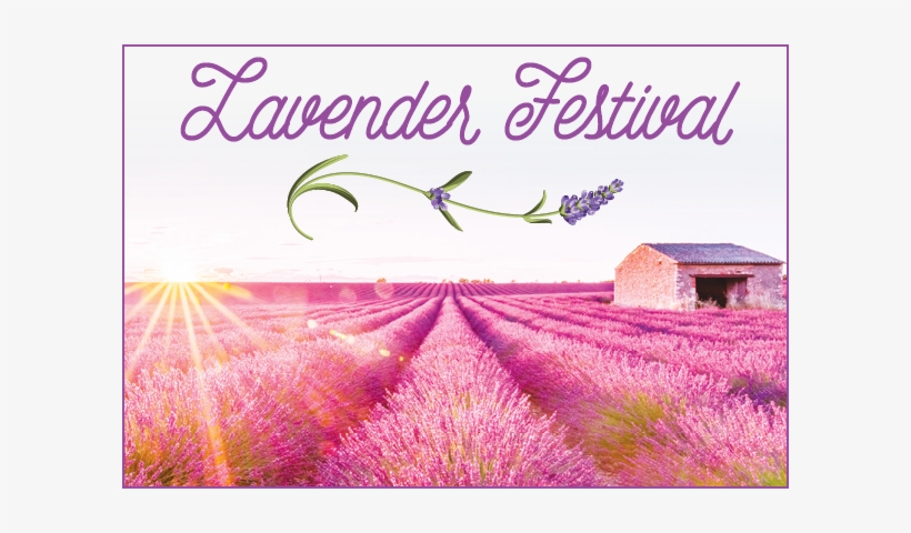 Lavender Festival Araceli Farms - Araceli Farm Lavender Festival, transparent png download