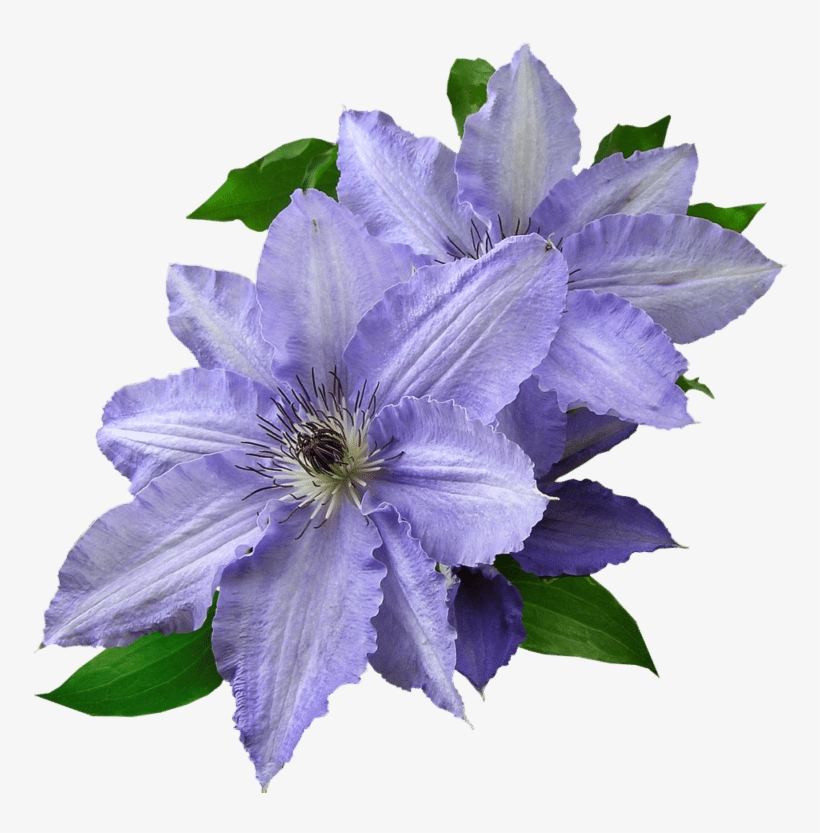 To Ensure A Long Bloom, Make Sure You Keep The Roots - Purple Flower Cut Out, transparent png download