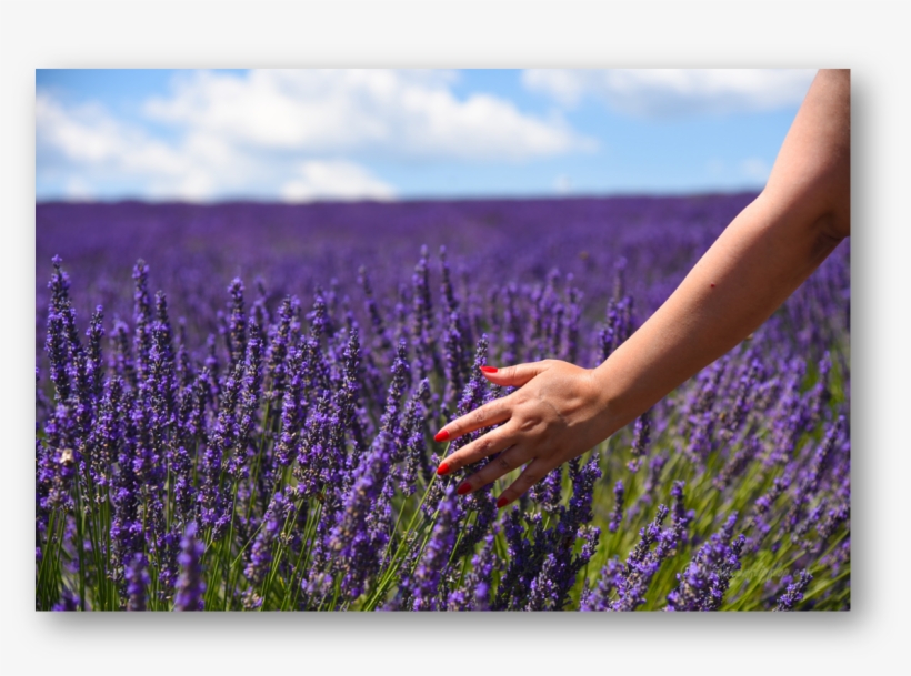 Picture5 - Provence, transparent png download