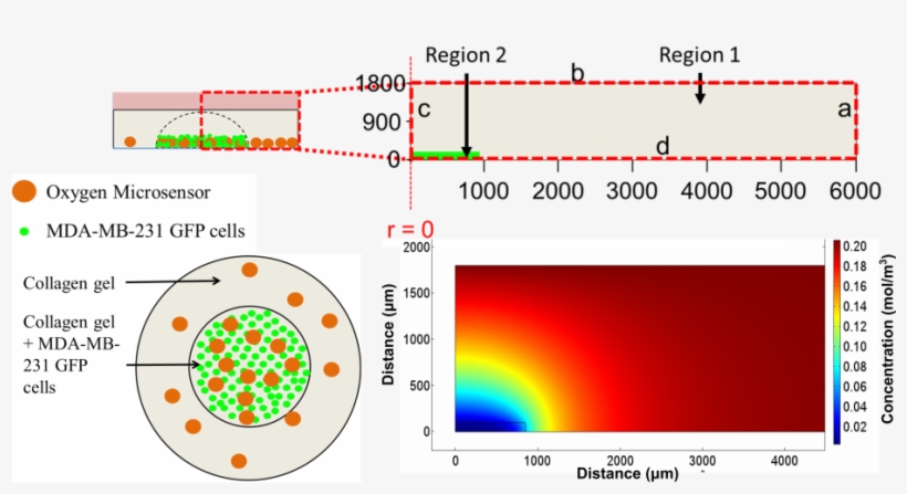 Furthermore, These Microsensors Were Used To Map Radial - Oxygen Gradient Cell Culture, transparent png download
