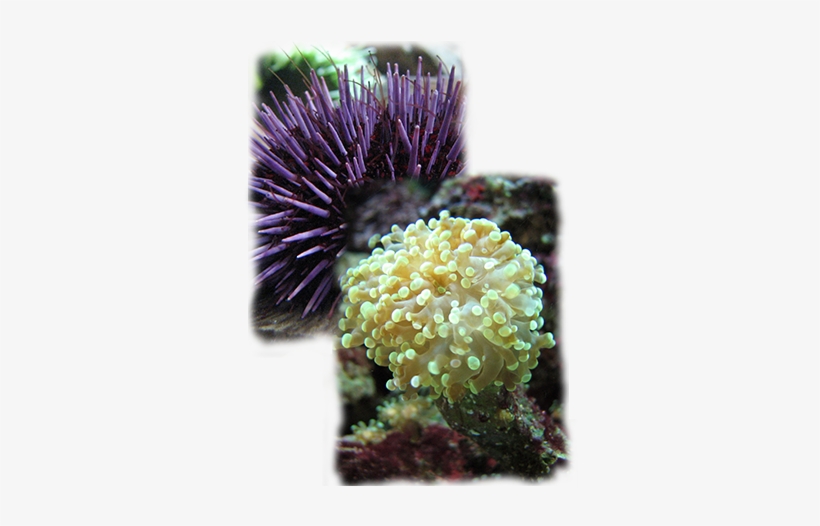 Learn From The Pros At Seaworld How To Set Up And Maintain - Stony Coral, transparent png download