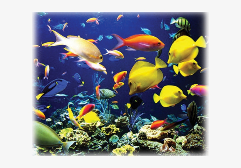 The Generous Funding Was Developed And Supported By - Tropic Fish Deep Sea Corals Marine 24x18 Poster, transparent png download
