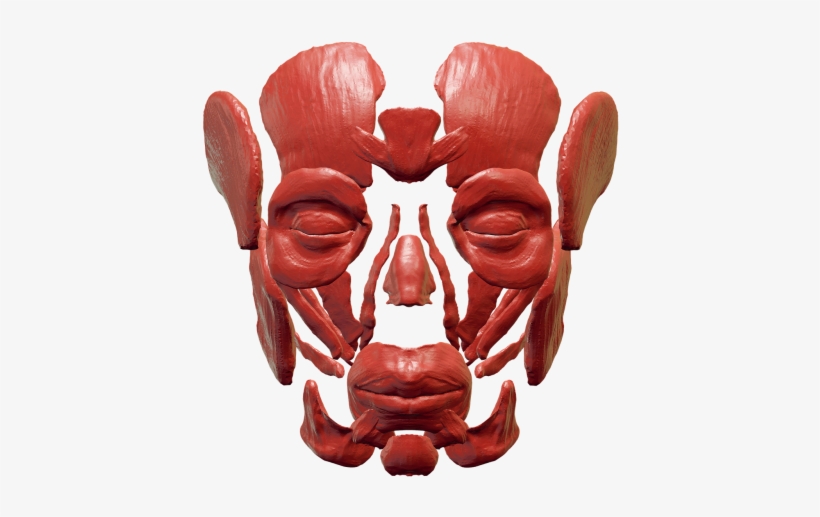 Skull,anatomy,skull And - Skull, transparent png download