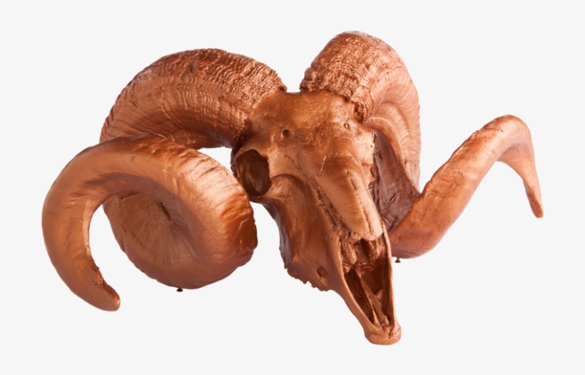 Gold Leaf Design Group Resin Ram Skull With Horns On - Horn, transparent png download