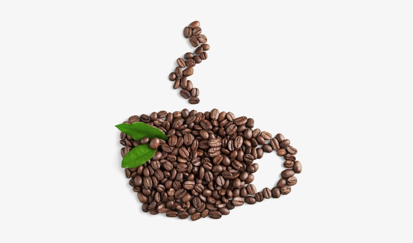Los Granos Conforme Se Quemaban Despedían Un Olor Agradable, - Hojas Y Frutos De Caffe, transparent png download