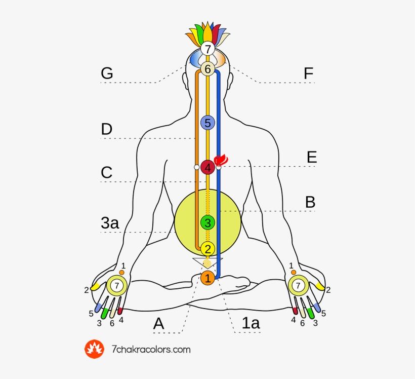 Chakras And Colors Of Aura - Kundalini Energie, transparent png download