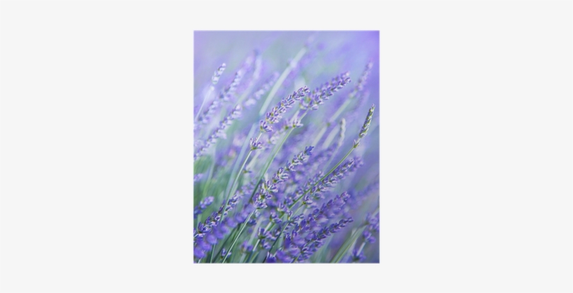 Lavender, transparent png download