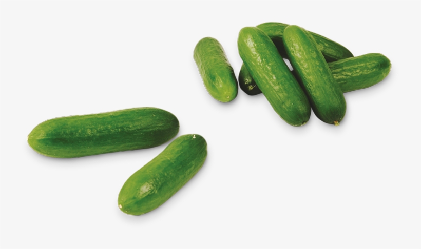 Pepino Para Snack - Kleine Komkommers, transparent png download