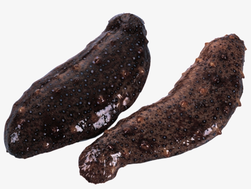 Png De Estetica Física Estática De Pepino De Mar - Portable Network Graphics, transparent png download