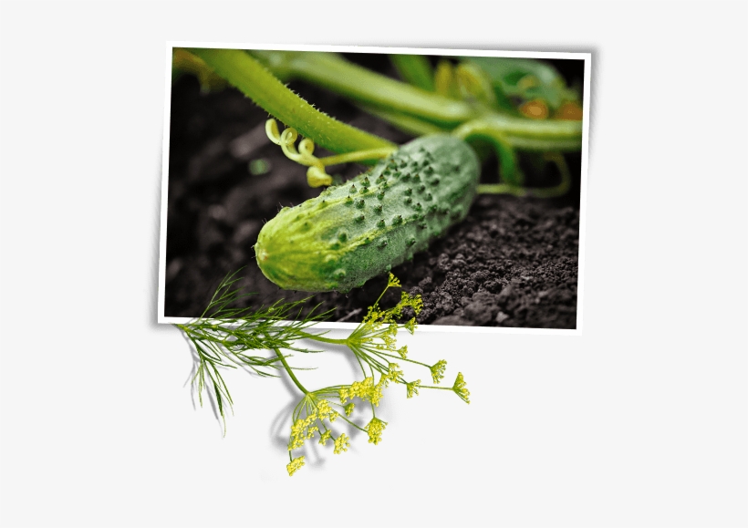 Cucumber, transparent png download