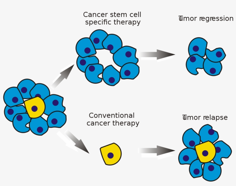 Cancer And Stem Cells, transparent png download