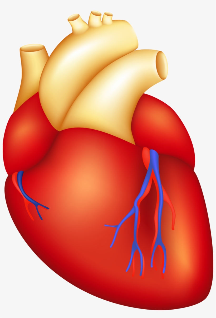 Havasu Cardiac Surgery Svg Black And White Library - Parts Of The Body Heart, transparent png download