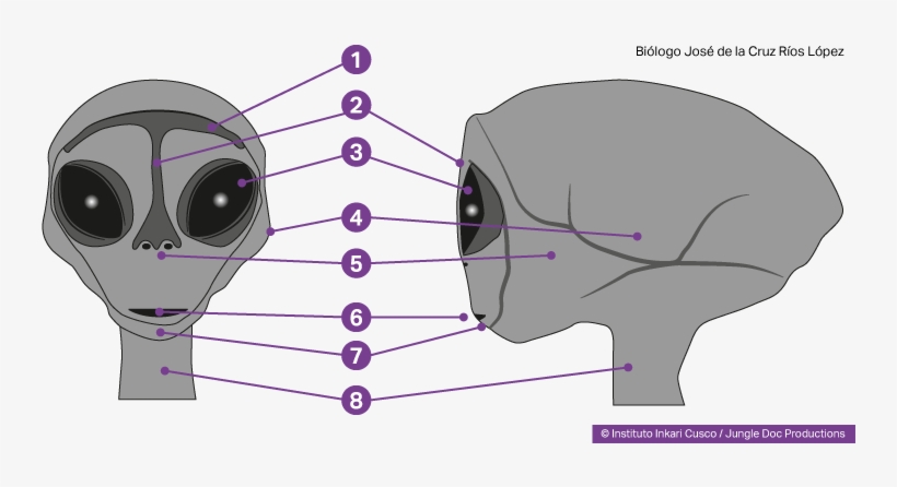 Reptilian Humanoid Head - Humanoid Reptile, transparent png download