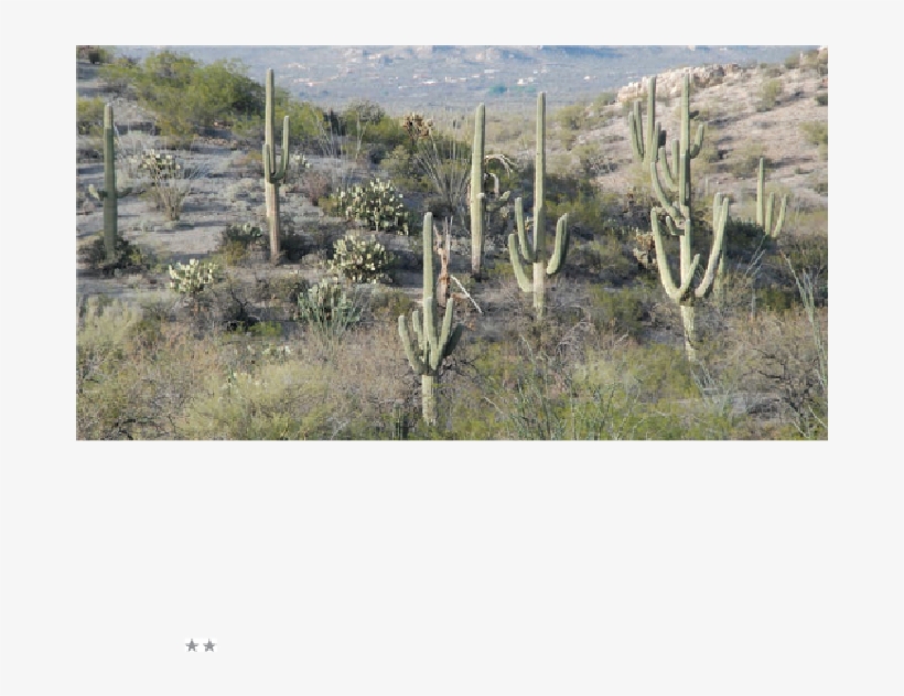 Saguaro National Park East - Shrubland, transparent png download
