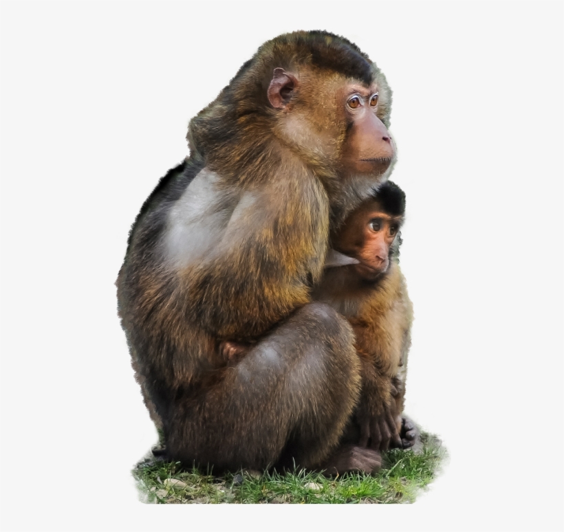 Loving Mother And Baby Barbary Macaque Apes (macaca, transparent png download