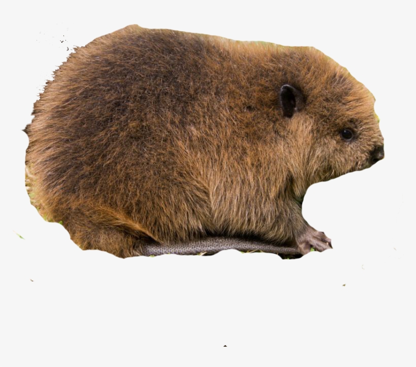 Beaver, Bog, Cattail, Dragonfly, Ecology, Eng, Fen, - Bog Wetlands Animals, transparent png download