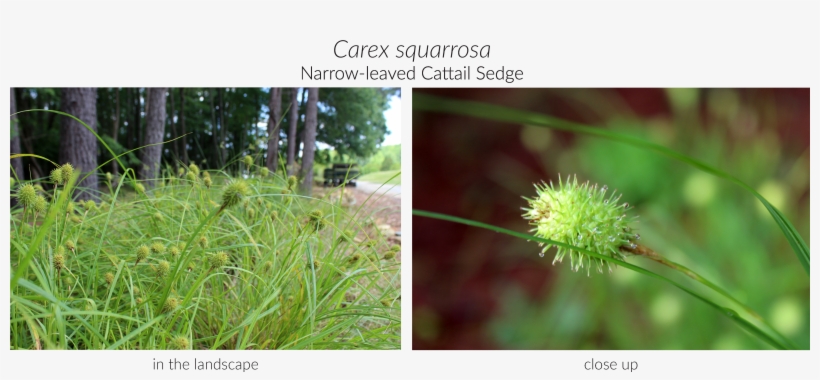 Click Here To See Our Full Carex Collection And Here - Grass, transparent png download