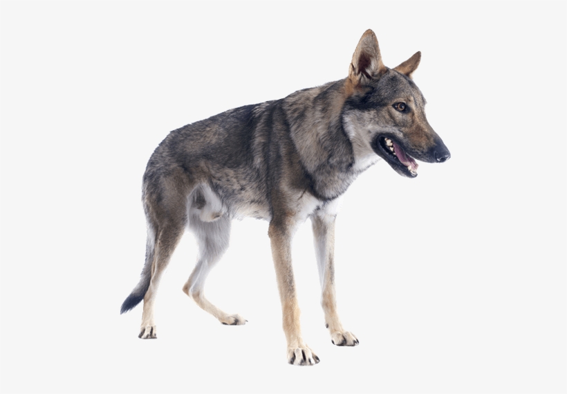 Appearance Of Czechoslovakian Wolfdog - Czech Wolfdog Paw, transparent png download