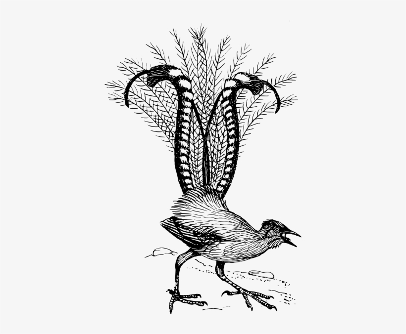 Lyre Bird Clipart Png - Lyrebird Black And White, transparent png download