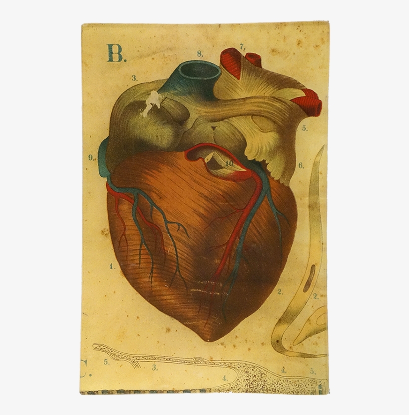 John Derian, transparent png download