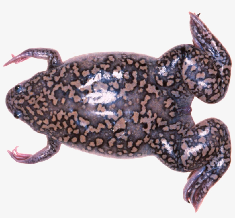 Introduction To Xenopus African Clawed Frog Png Image Transparent Png Free Download On Seekpng
