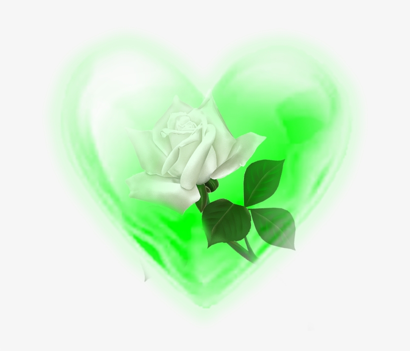 Rosa Blanca - Portable Network Graphics, transparent png download