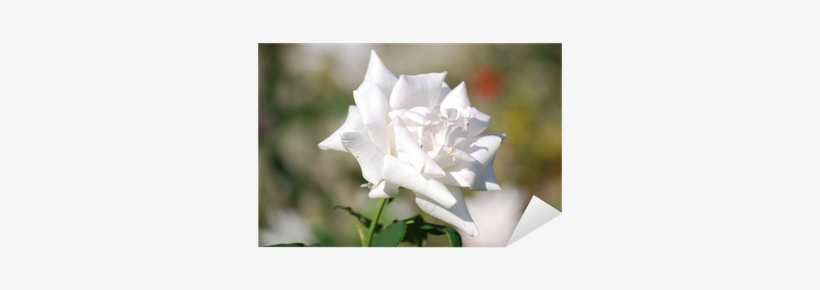 Balloon Flower, transparent png download