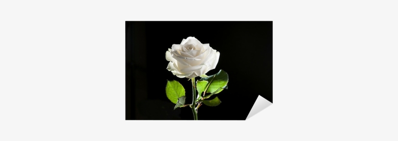 Photography, transparent png download