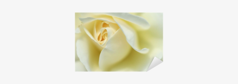Evergreen Rose, transparent png download