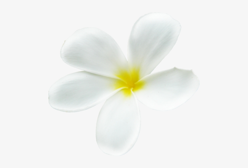 Vie Sur Île, Fleurs Exotiques - Frangipani, transparent png download