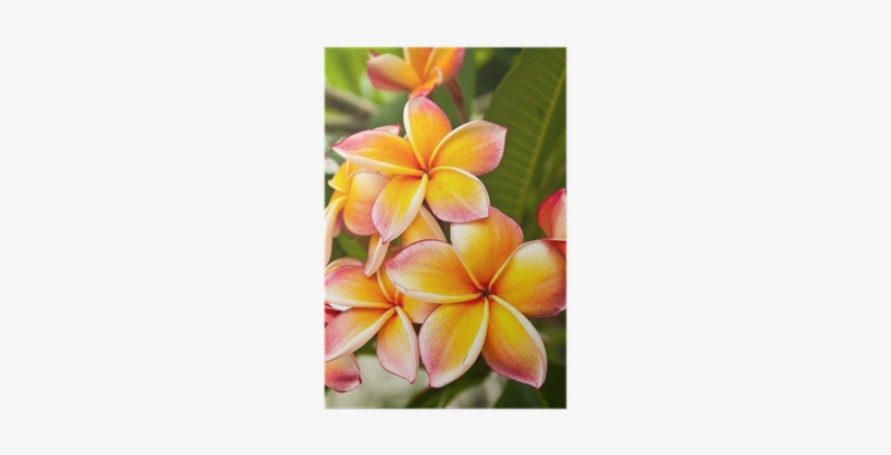 Frangipani, transparent png download