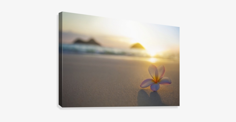 A Pink Plumeria Flower Sits On The Sand Of Lanikai - Kailua, transparent png download