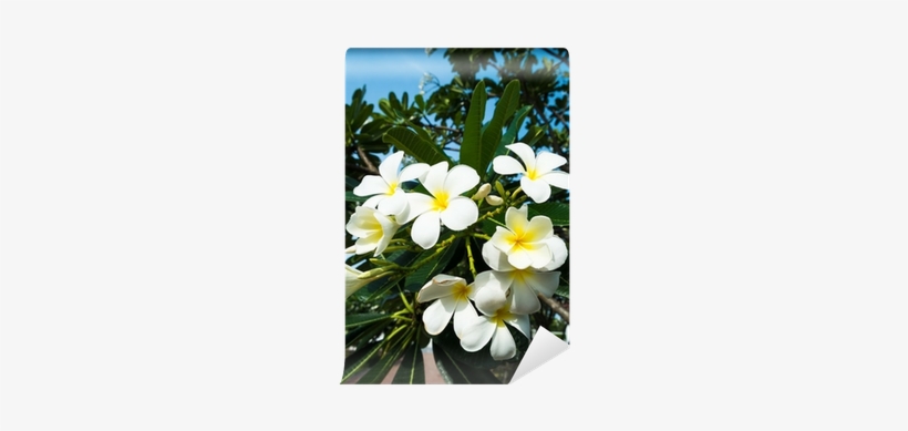 Frangipani, transparent png download
