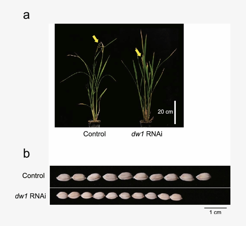 Phenotypes Of Os01g01390 And Os03g16400 Rice Rnai Plant - Plants, transparent png download