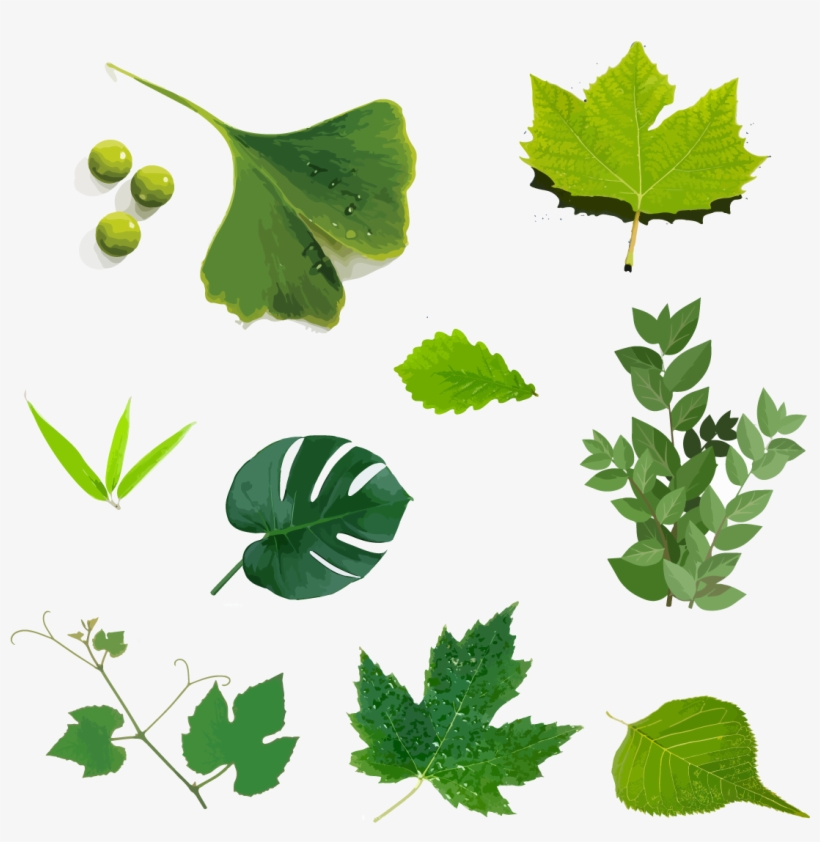 Hand Drawn Illustration, Green Leaf, Plant Vector - Illustration, transparent png download