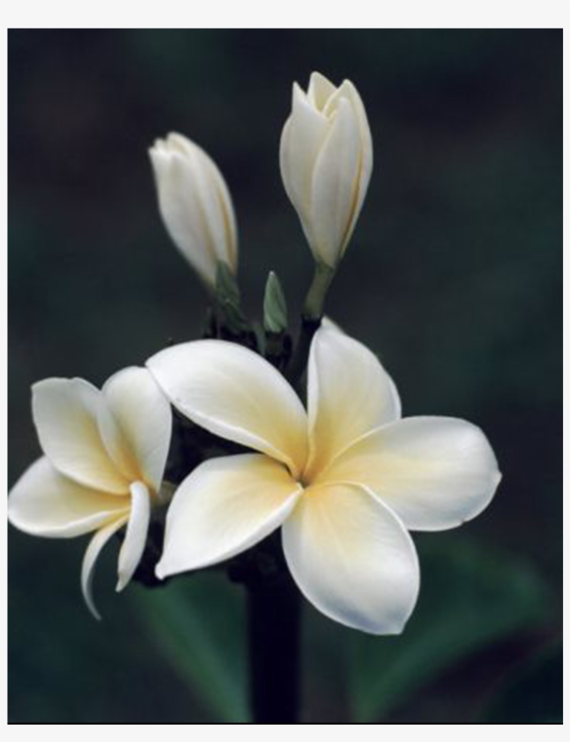 The Fragrant Champa Finds Itself In Perfumes And Incense - Poster: Block's Close View Of A Delicated Plumeria, transparent png download
