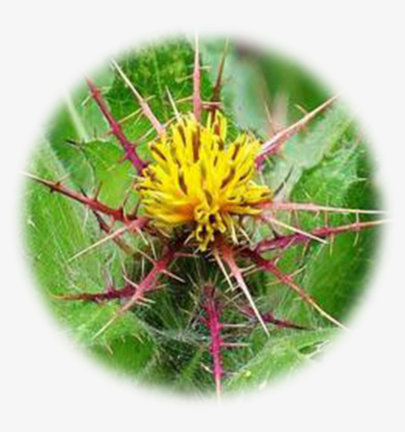 Blessed Thistle, transparent png download