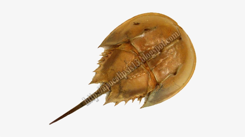 El Cangrejos Herradura - Cangrejo Herradura Png, transparent png download