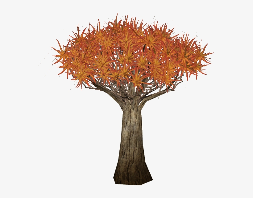 Treequiver Slice - Quiver Tree, transparent png download