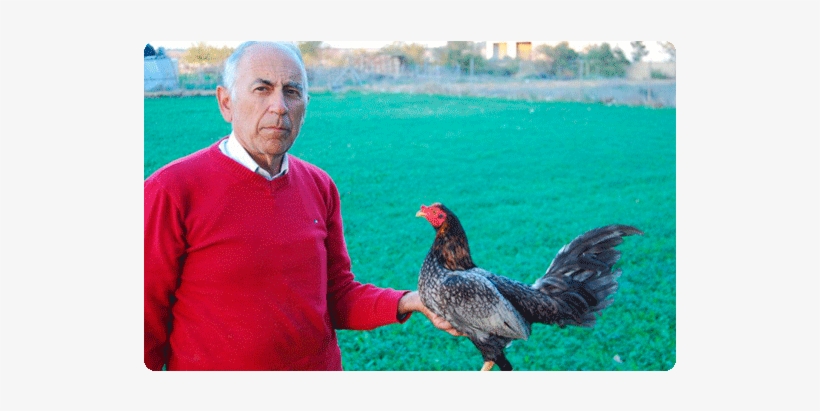 Variantes Morfológicas - Rooster, transparent png download