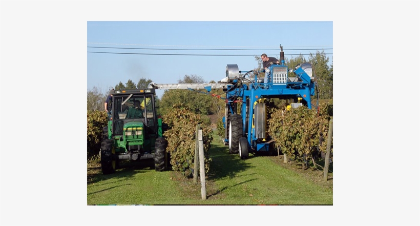 Our Grapes Are Grown On Our Second Generation Family - The Winery At Otter Creek, transparent png download
