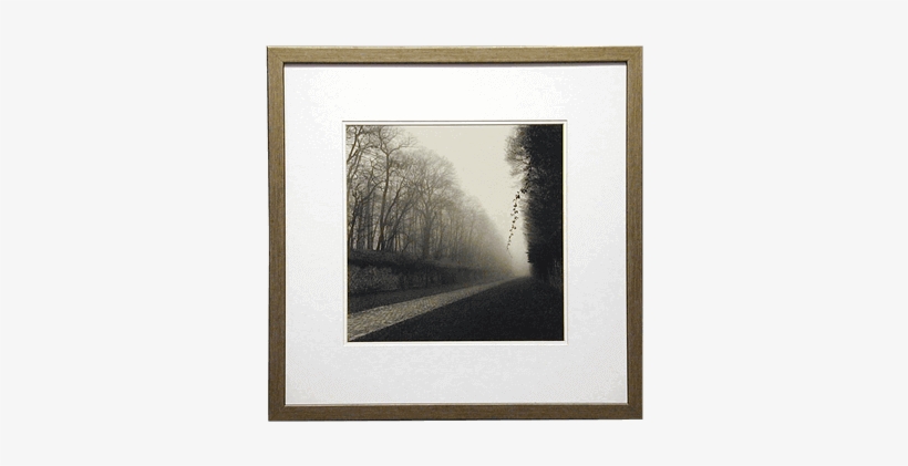 Suspended Vine Picture - Suspended Vine Art Print By Michael Kenna 18 X 24in, transparent png download