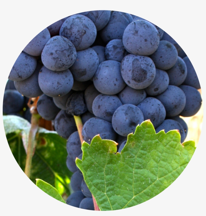 Castelão Is One Of The Most Cultivated Red Grape Varieties - Alfonso Daniel Rodríguez Castelao, transparent png download