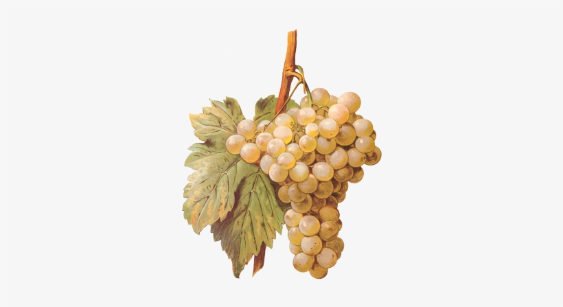 Refrain Sparkling Wine Comes From Two Specific Areas - Gicléedruk: Blanc De Calabre Grape By A. Kreyder, 61x46cm., transparent png download